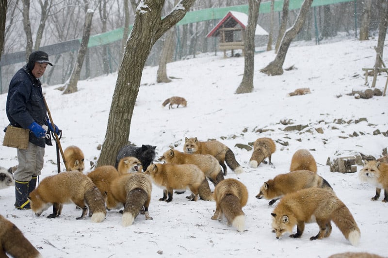fox village japan